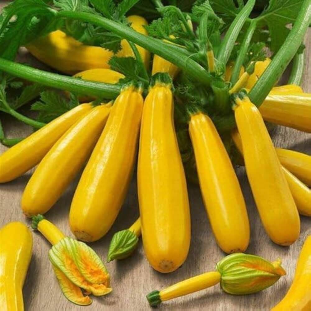 Zucchini Seeds – Gold