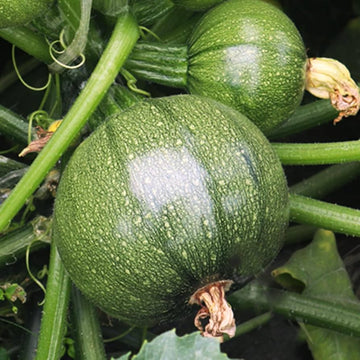 Zucchini Seeds – Round