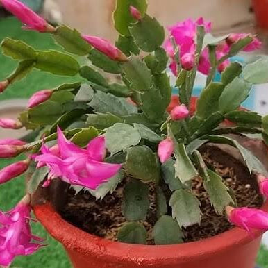 Zygocactus Seeds – Christmas Cactus
