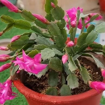 Zygocactus Seeds – Christmas Cactus
