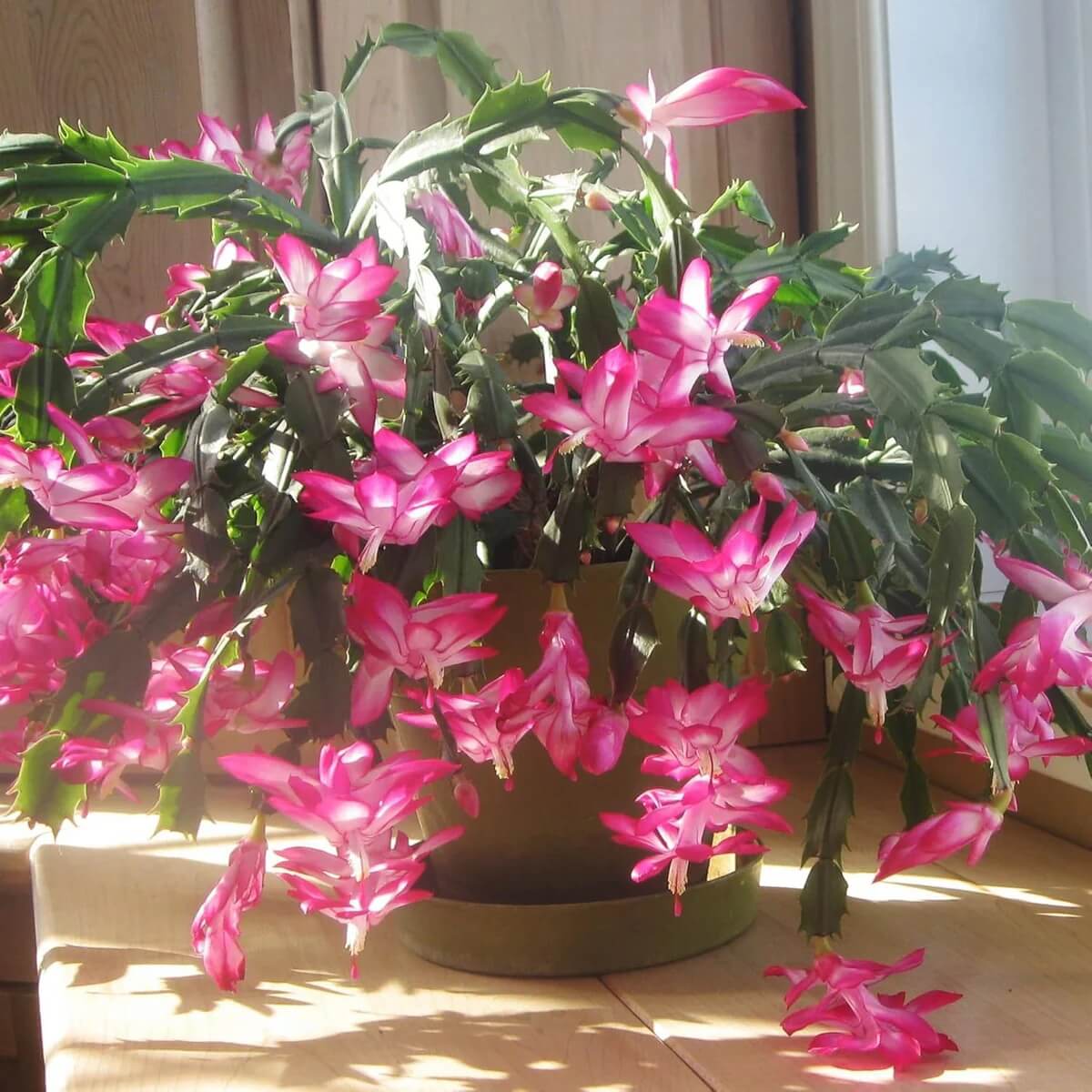 Zygocactus Seeds – Christmas Cactus
