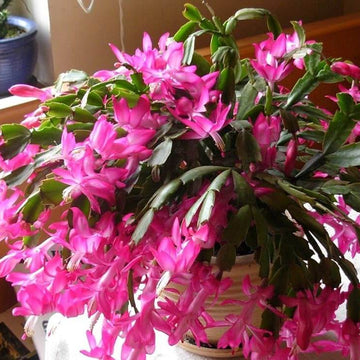Zygocactus Seeds – Christmas Cactus
