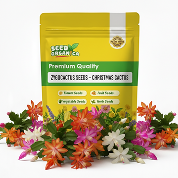 Zygocactus Seeds – Christmas Cactus