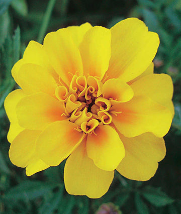 Marigold Seeds – Durango Yellow