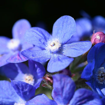 Anchusa Officinalis Seeds