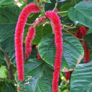 Hardy Acalypha Seeds – Flower Plant