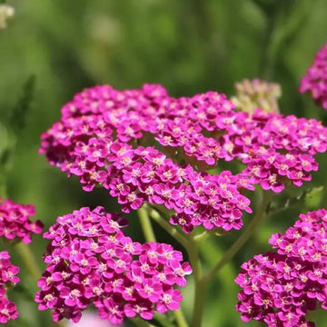 Cerise Queen Yarrow Achillea Seeds - Flower Plant