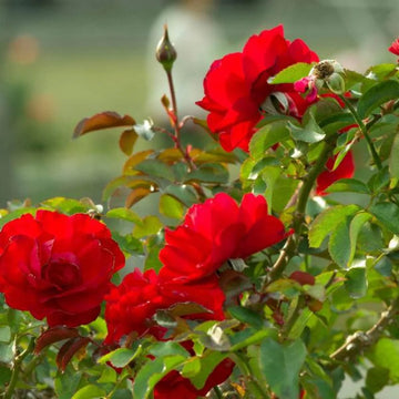 Rose Seeds – Climbing Trumpeter