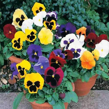 Pansy Seeds – Mixed Swiss