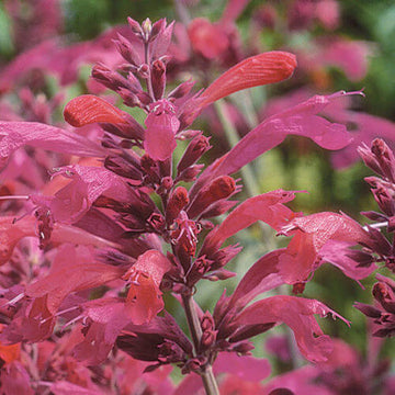 Hummingbird Mint Agastache Seeds – Flower Plant