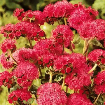 Ageratum Seeds – Red