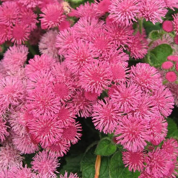 Ageratum Seeds – Rose