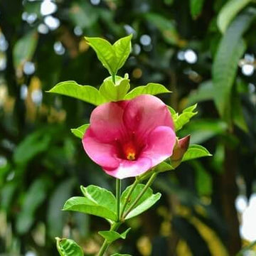 Allamanda Seeds – Violacea