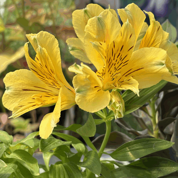 Alstroemeria Seeds – Peruvian Lily