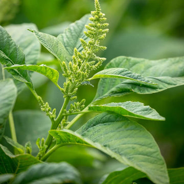 Green Callaloo Amaranthus Seeds – Flower Plant