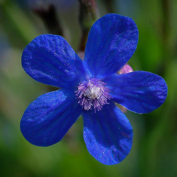 Anchusa Seeds – Drought-Tolerant
