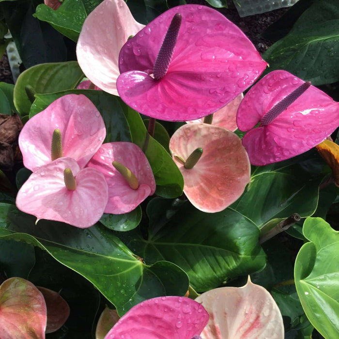  anthurium Cavalli Seeds 