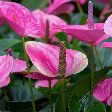  anthurium Cavalli Seeds 