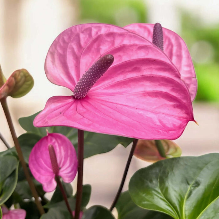  anthurium Cavalli Seeds 