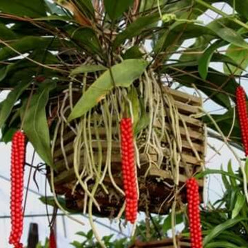 anthurium Red Pearl Seeds 