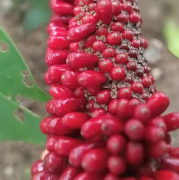 anthurium Red Pearl Seeds 