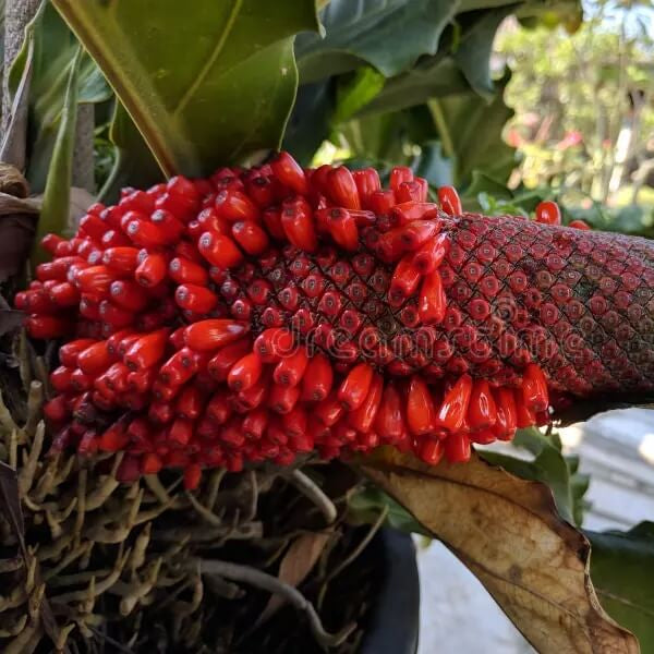 anthurium Red Pearl Seeds 