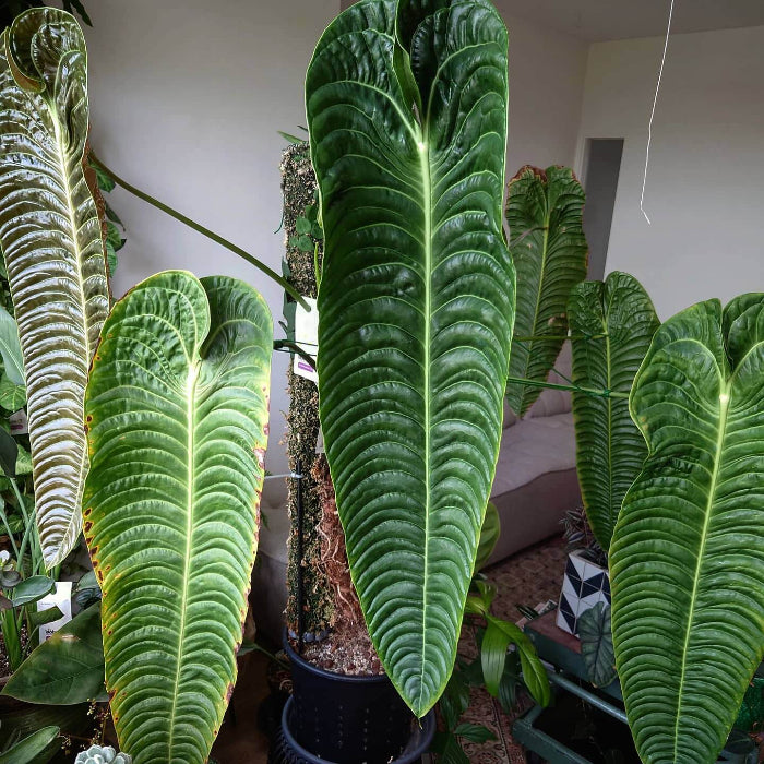 anthurium Veitchii Seeds