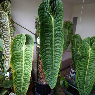 anthurium Veitchii Seeds