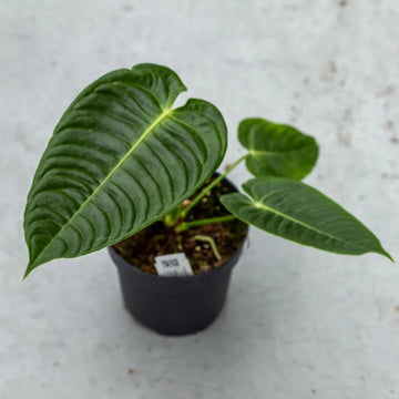 anthurium Veitchii Seeds