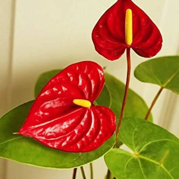 anthurium andraeanum Seeds