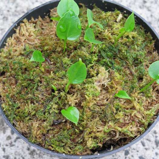 anthurium andraeanum Seeds