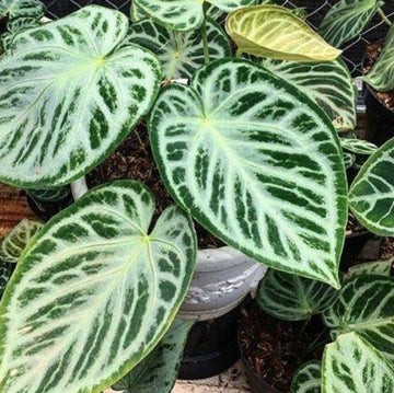 anthurium crystallinum Silver Queen