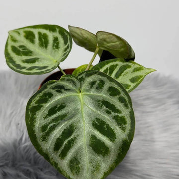 anthurium crystallinum Silver Queen