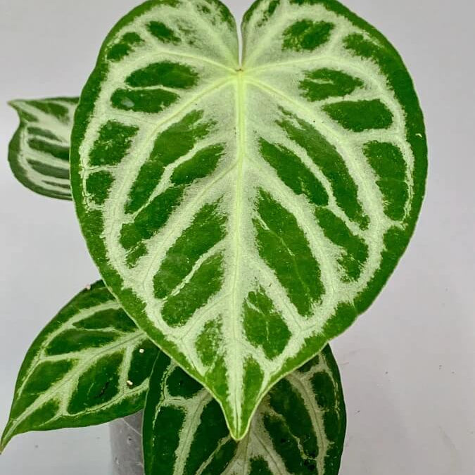 anthurium crystallinum Silver Queen
