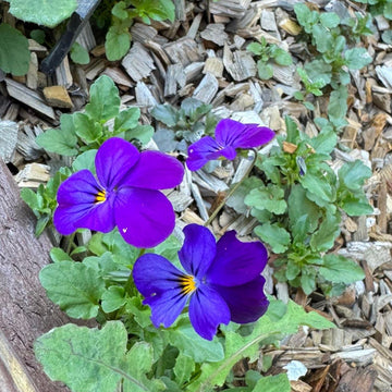 Johnny Jump Up Seeds - Blue and White