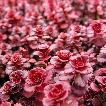 Stonecrop Seeds – Dragon's Blood