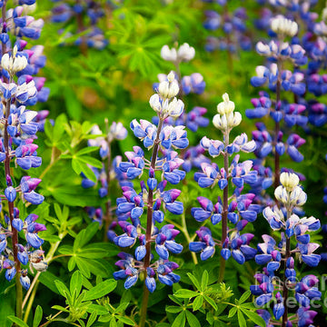 Lupine Seeds – Argenteus