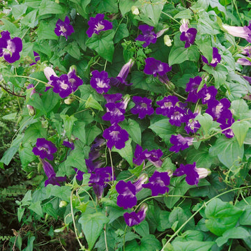 Snapdragon Seeds – Climbing