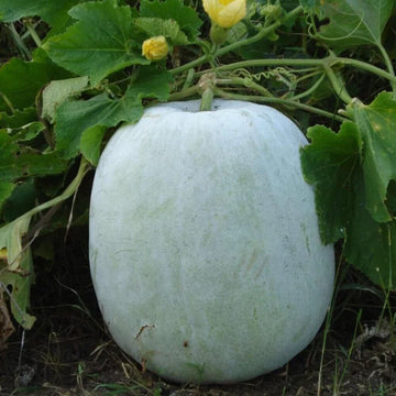 White Wax Gourd Seeds – Vegetable Plant