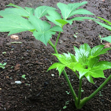Ashitaba Seeds For Planting - Vegetable Plant