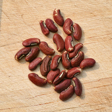 Bean Seeds - Vegetable Plant for Home Gardens