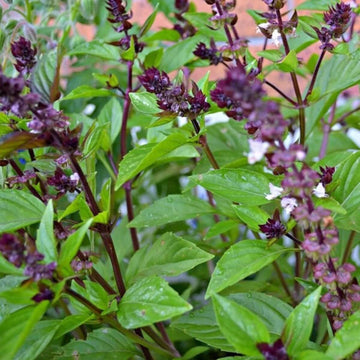 Basilico Mostruoso Ocimum Basilicum