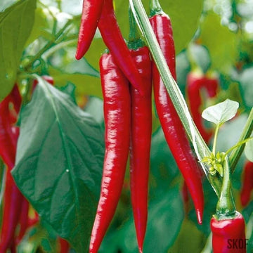Hatch Chilli Seeds - Vegetable Plant