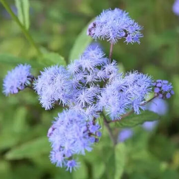 Mistflower Seeds – Conoclinium coelestinum