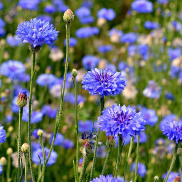 Deep Purple Bachelor Buttons Seeds - Flower Plant