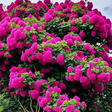 Dark Pink Maroon Bougainvillea Seeds – Flower Plant