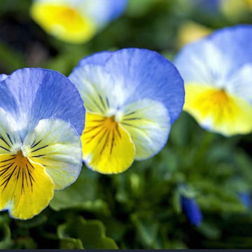 Pansy Seeds - Blue Yellow