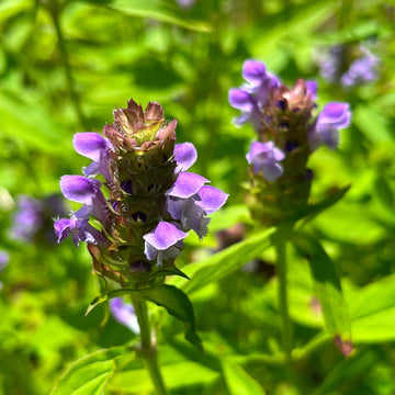 Prunella Vulgaris Seeds