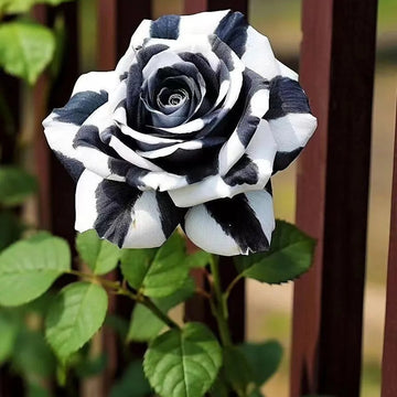 Rose Seeds –  Black and White