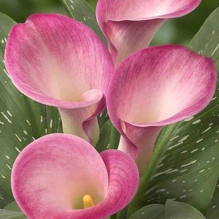 calla lily Light Pink seeds 